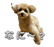 859245522