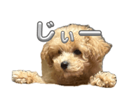 859245525