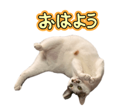 859246394