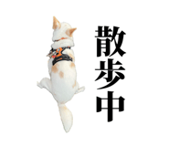 859246623