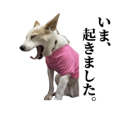 859246626