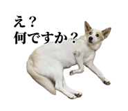 859246627