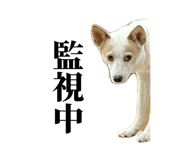 859246631