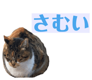 859246807