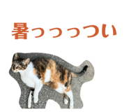 859246808