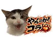 859247494