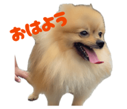 859247675