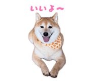 859249091