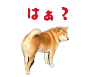 859249094