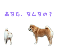 859249097
