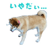859249100