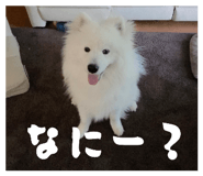859249107