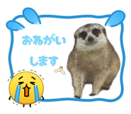 859249755