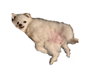 859249870