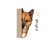 859251065