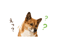 859251075