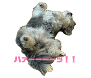 859251303