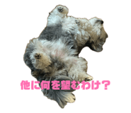 859251333