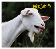 859253497