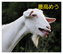 859253499