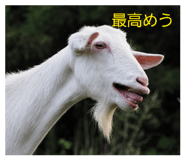 859253499