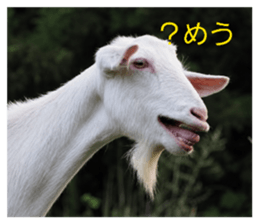 859253500