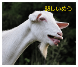 859253501