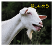 859253501