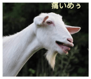859253503
