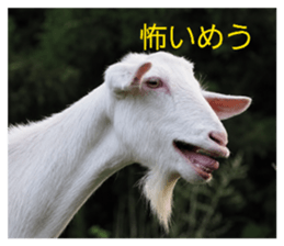 859253504
