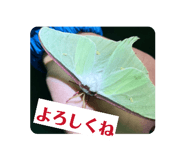 859254031