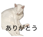 859254630