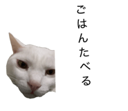 859254637
