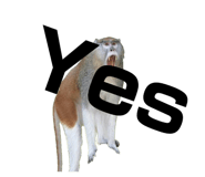 859256017