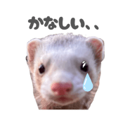 859256115