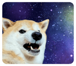 859256275