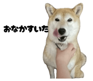 859256412