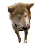 859256415
