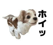 859256604