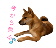 859256861