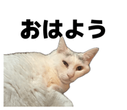 859259145