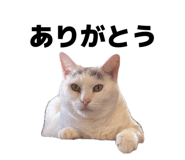 859259147