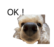 859259300