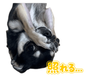 859259548