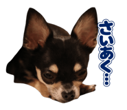 859259551