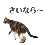 859259729