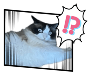 859260426