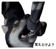 859261221