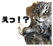 859261245