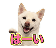 859261314